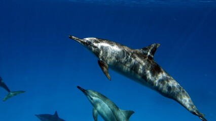 Dolphins. Spinner dolphin. Stenella longirostris is a small dolphin that lives in tropical coastal...