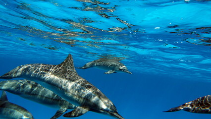 Dolphins. Spinner dolphin. Stenella longirostris is a small dolphin that lives in tropical coastal...