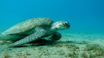 
Green turtles are the largest of all sea turtles. A typical adult is 3 to 4 feet long and weighs between 300 and 350 pounds.
