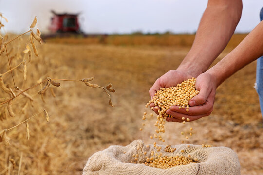 Soybean grain in a hands of successful young farmer, in a background combine harvester working on soybean field, agricultural concept. Close up of hands full of soybean grain in jute sack