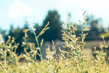 Flowering grasses that are the cause of many allergies. Green grass Close up. copy space for pollen allergy season