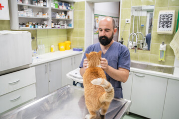 veterinarian examining a cat
