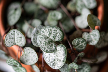 Ceropegia Woodii houseplant with long heart shaped leaves closeup. String of hearts succulent...