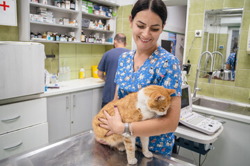 Woman vet assistant and a cat in a clinic