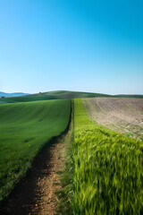 Contrast in Nature: A Border Between Bucolic Serenity and Arid Desolation Highlighting Two Divergent Landscapes