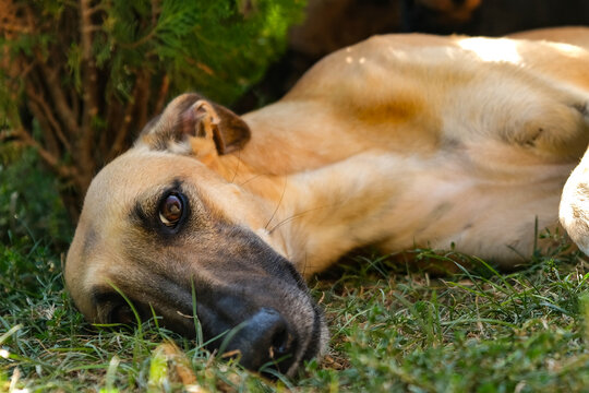Greyhound resting lying on a shady lawn.