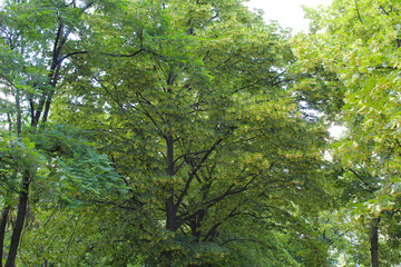 green leaves of a tree
