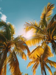Close Up Of Palm Tree Fronds In A Tropical Setting