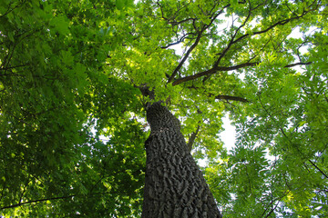 big oak tree with green leaves in spring