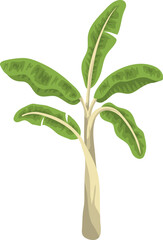 Palm Tree Illustration