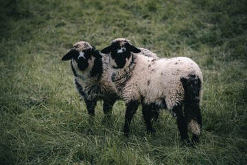 Lämmer auf der Weide