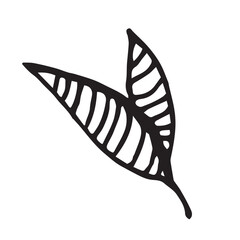 Leaves hand drawn vector illustration of on white background