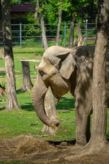 elephant at the zoo with its mouth open