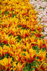 Tulips Fire Wings. Exotic tulips in the Netherlands
