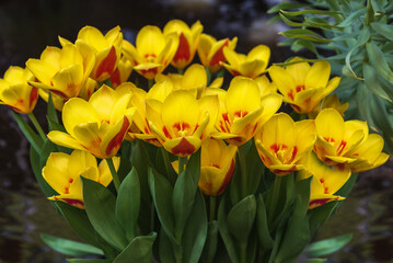 Exotic tulips Giuseppe Verdi in the Netherlands