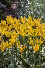 Exotic tulips Green Mile in the Netherlands. Vertical photo