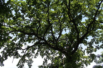 leaves against sky, a tree with green leaves on a background of a blue sky