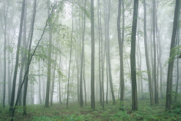 Mystischer Wald auf der Schwäbischen Alb