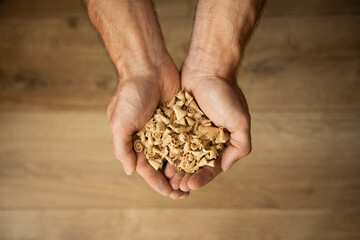 Sawdust in a man's hand with wood background. Use of recycled organic waste