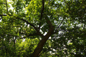 tree in the forest