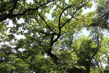 trees in the park in spring, green leaves on the trees in the park