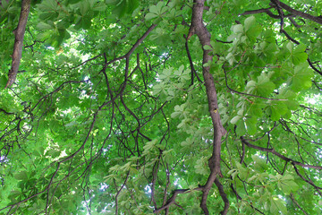 Obraz premium chestnut tree branches with green fresh leaves