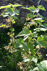 Blackcurrant blooms in early spring.