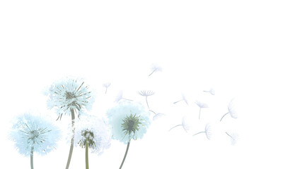 Fototapeta premium Dandelions png border, transparent background
