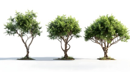 Obraz premium 3d illustration of set Larrea cuneifolia tree isolated on white background