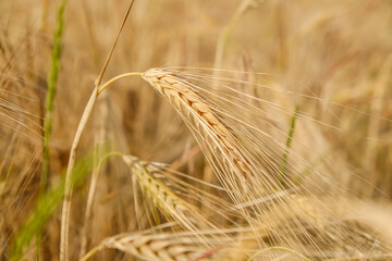 Close-up of a spike of ripe wheat
