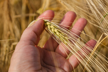 An agronomist's hand holds a ripe ear of wheat in the palm of his hand