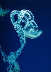underwater photos of jellyfish chrysaora plocamia south america sea nettle