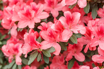 Beautiful blooming pink Azalea bushes
