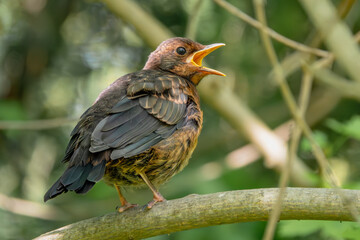 Junge Amsel ruft nach den Eltern