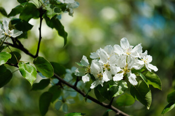 A tree with white flowers is in full bloom. The flowers are small and white, and they are scattered throughout the tree. The leaves are green and the branches are full, creating a sense of abundance