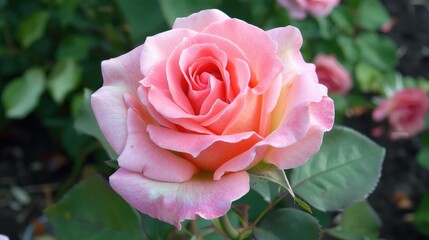 Attractive pink rose bloom