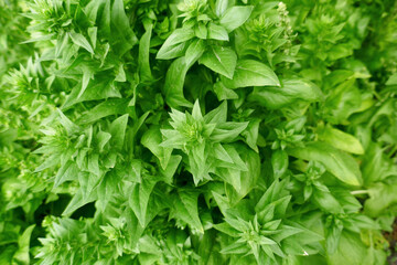 Close up of fresh spinach in early spring garden before flowering, selective focus.