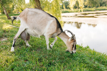 a goat with big horns eats green grass in the pasture