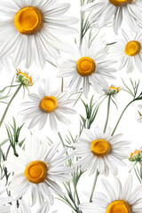 Obraz premium Illustration of white chamomile flowers on a white background.