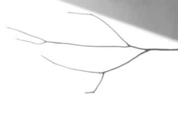 Obraz premium Shadow of dried branch design element