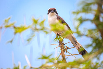 Obraz premium Mackinnon's shrike