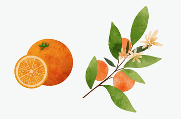orange fruit and branch