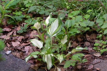 斑入りギボウシ