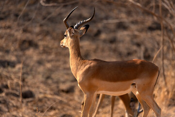 View of the antelopes in the forest