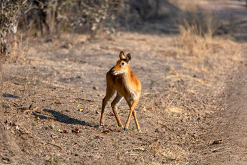 View of the antelopes in the forest