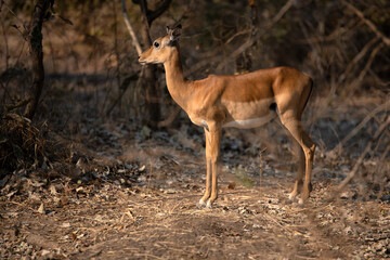 View of the antelopes in the forest