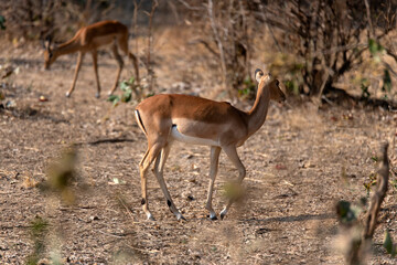 View of the antelopes in the forest