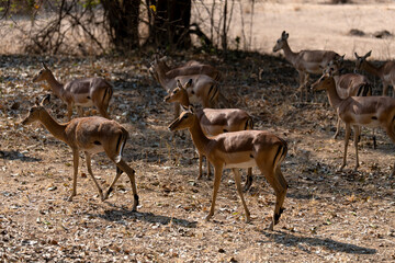 View of the antelopes in the forest