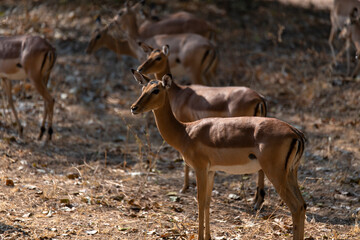 View of the antelopes in the forest