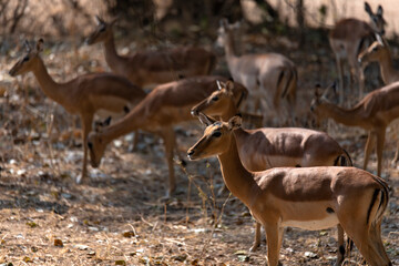 View of the antelopes in the forest